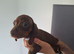 Miniature dachshund