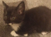 Adult female cat and 2 kittens