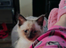 Ragdoll cross Russian Blue kitten for sale