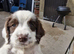 6 week old springer pups