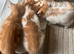 Kittens for sale