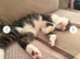 2 lovely kittens needing forever home.