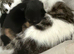 Black and white fluffy male Kitten, ready to leave
