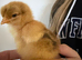 Day old Brahma chicks available