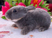 Four gorgeous mini Rex