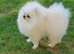 KC White pomeranian PROVEN STUD DUTIES ONLY