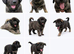 CAUCASIAN BELGIAN MALINOIS SHEPHERDS