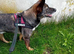 SCOUT - The Dog Who Refused to Give Up ️
