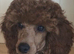 Beautiful F1 Cockapoo Puppies Ready to Go to Loving Homes Now Licenced Domestic Breeder