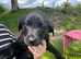 KC Registered Labrador Pups