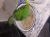 Alexandrine  Babies