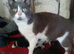 9 beautiful kittens from 2 queens