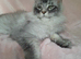 Polydactyl/ Black Silver/Smoke kittens maine coonTICA reg