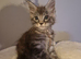 Beautiful black silver tabby mainecoon kittens