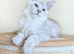 GCCF Registered Shaded Kittens