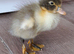 Indian runner cross cayuga ducklings