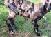 Pedigree Anglo Nubian kids for sale
