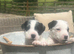 Parson Terrier pups for sale