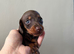 Litter of Mini Daschund puppies