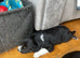 Border collie pups