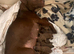 Patterdale Terrier puppies
