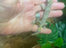 Northern Spiny Tailed Gecko (Strophurus Ciliaris) at Birmingham Reptiles