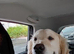 Male golden retriever