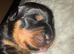 Stunning pedigree Rottweiler cubs
