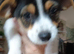 Stunning little jack Russell male