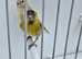 BEAUTIFUL PROVEN PAIR YELLOW PASTEL SISKINS
