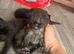 Ragdoll cross kittens