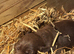 Chocolate Labradors