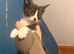 Siamese X brother kittens ready to leave now