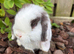 Baby mini lops looking for new home