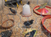 Quail button for sale