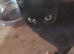 I have 1 black kitten male