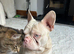 Male pink french bulldog