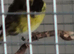 Gloster canaries, silver Java breeding pair,
