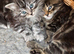 Adorable maine coon kittens