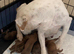 Lakeland terrier puppies