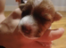 Jack russel pups 2 beautiful boys