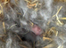 7 Mini lops - waiting list open