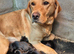 Springador Puppies READY NOW