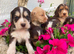 Cocker spaniel puppies