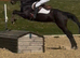 Teens fun horse needs new home