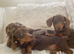 Dachshund puppies ready now