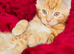 Gorgeous Ginger Ragdoll Bengal kittens ready for loving new homes