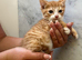 Mixed breed kittens