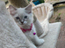Female Blue Point Ragdolls, ready now