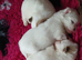 Pomeranian puppies